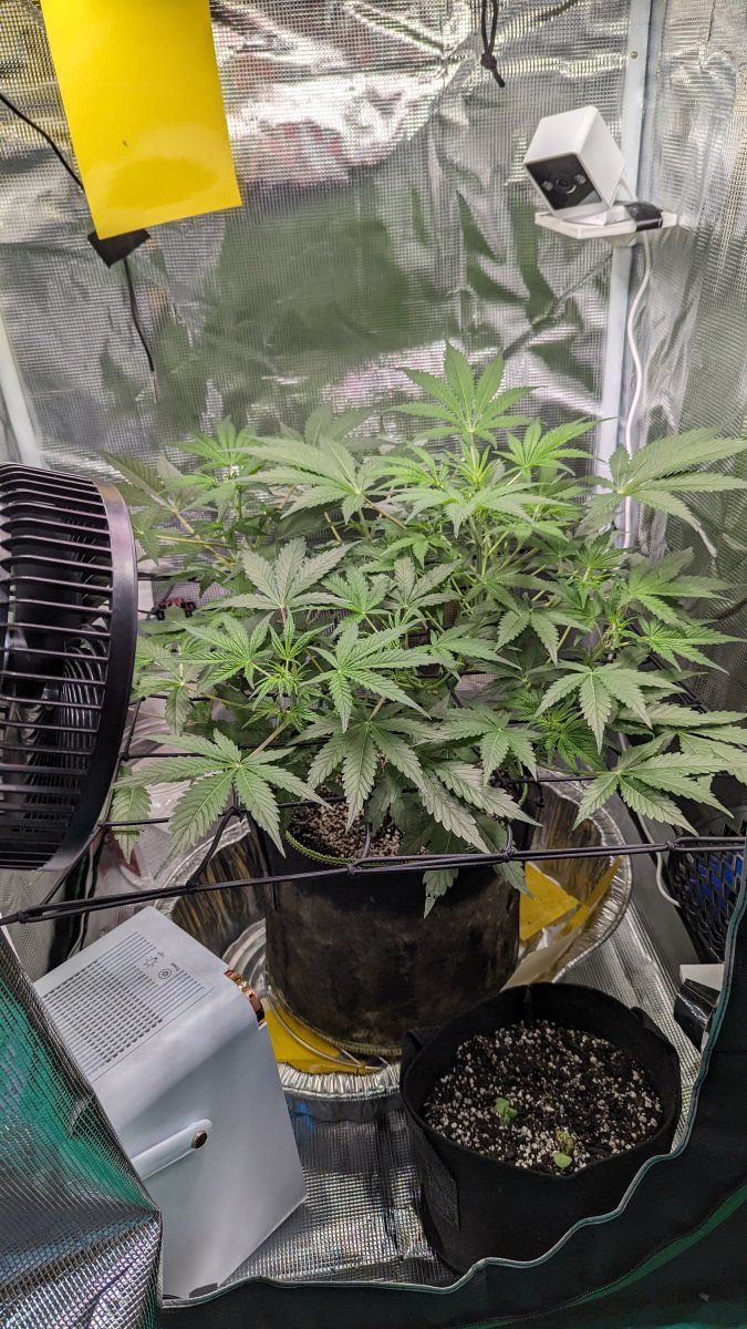 1st time grower needs some help