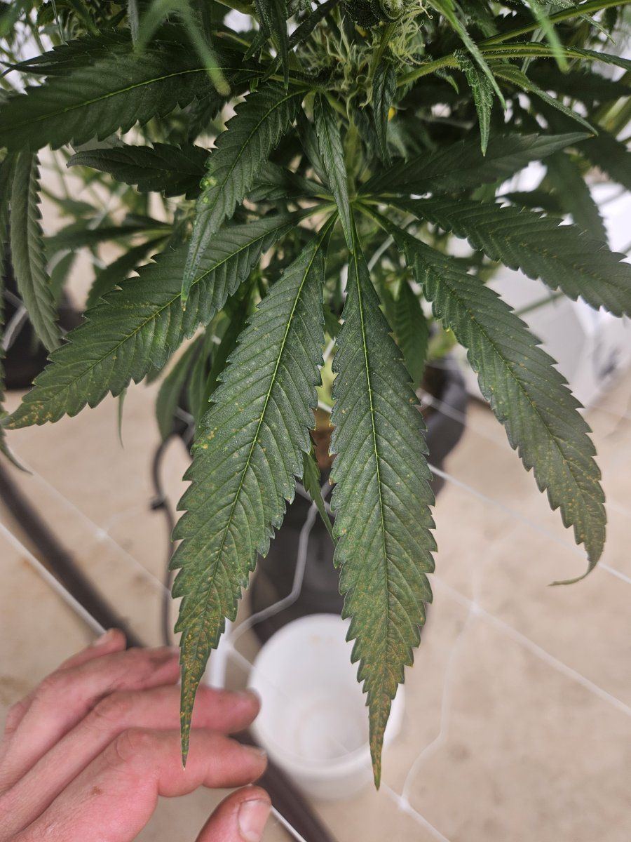 1st time grower please help 5