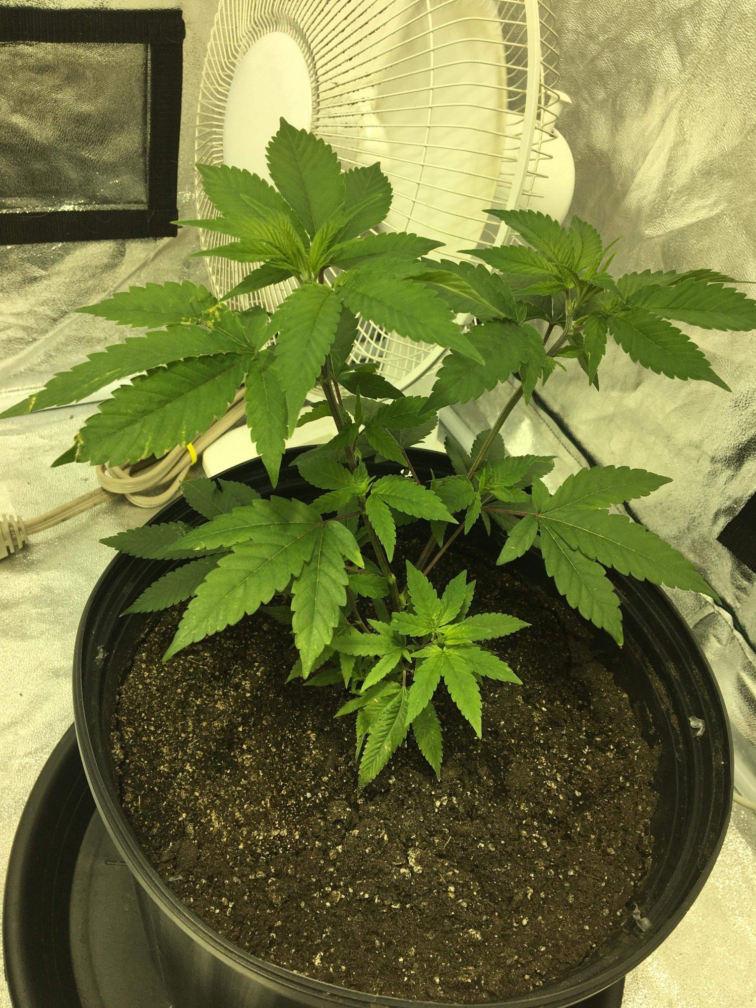1st time grower please help