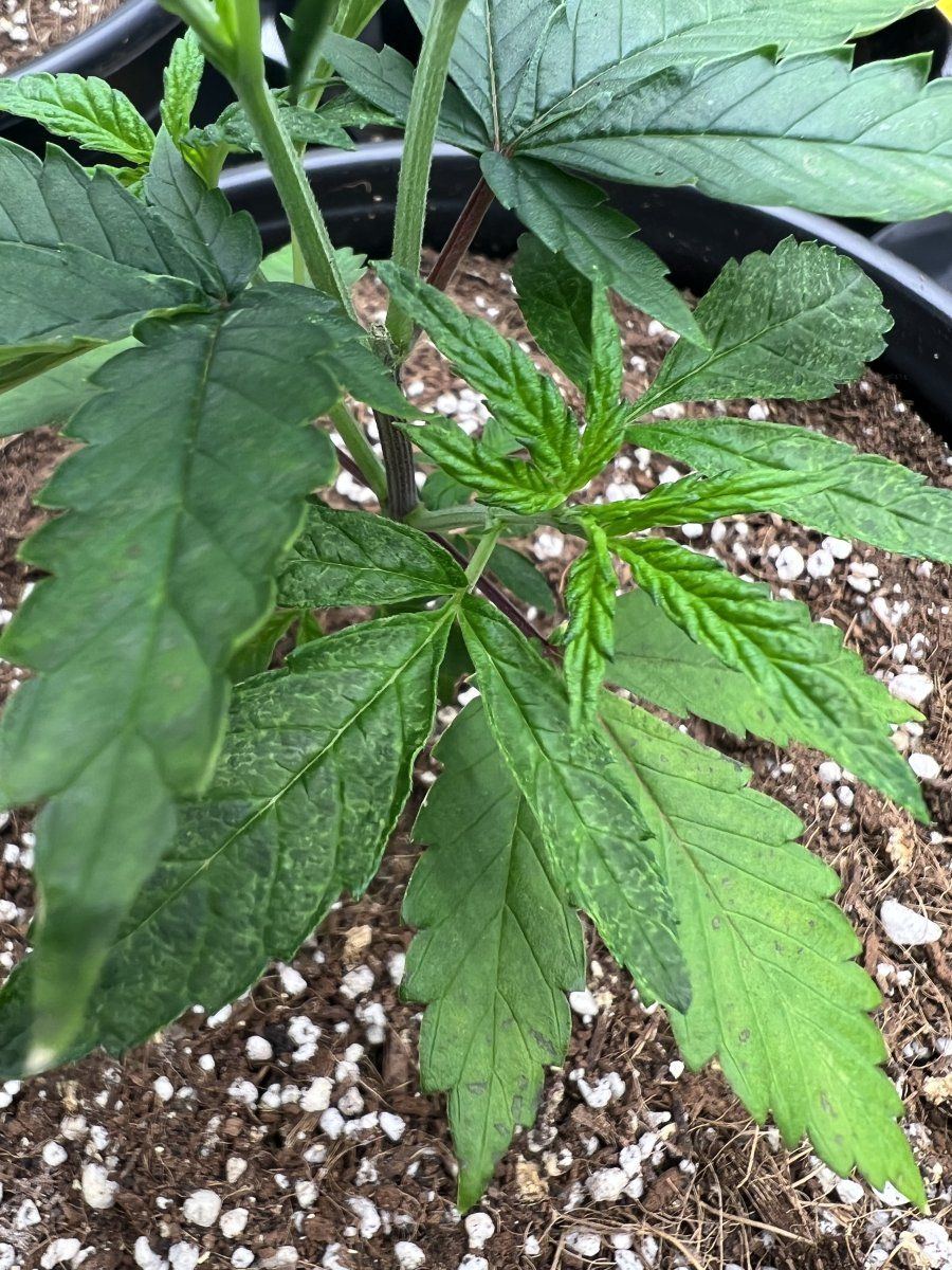 1st time grower spotting on leaf 4