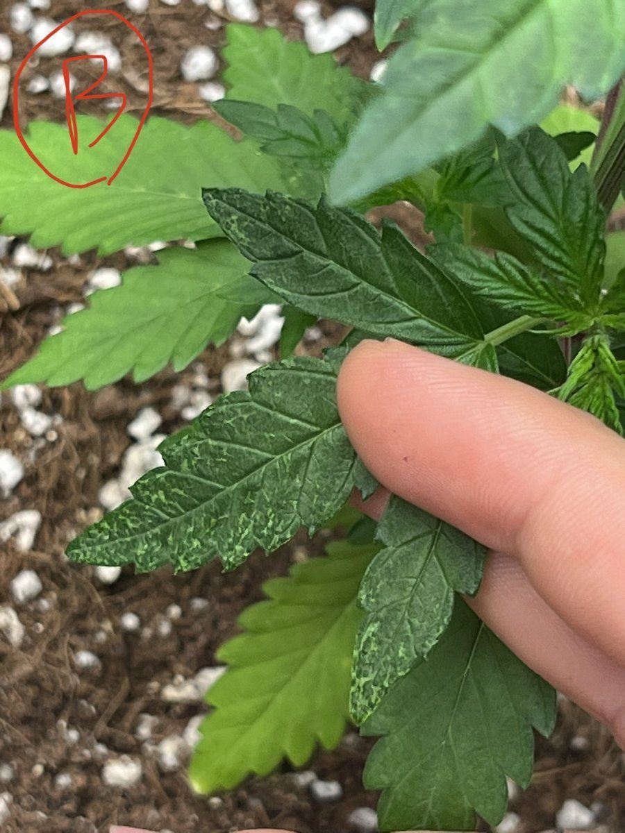 1st time grower spotting on leaf 6
