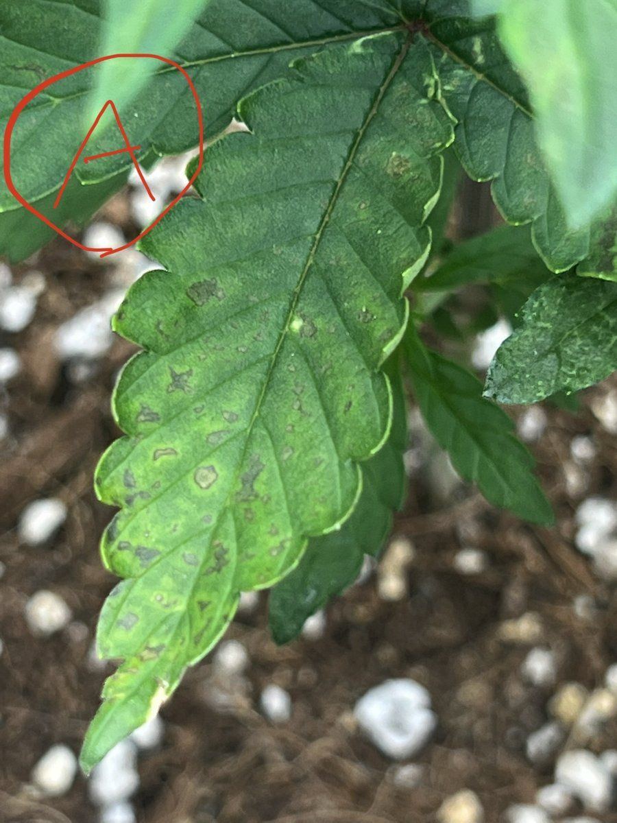 1st time grower spotting on leaf 7