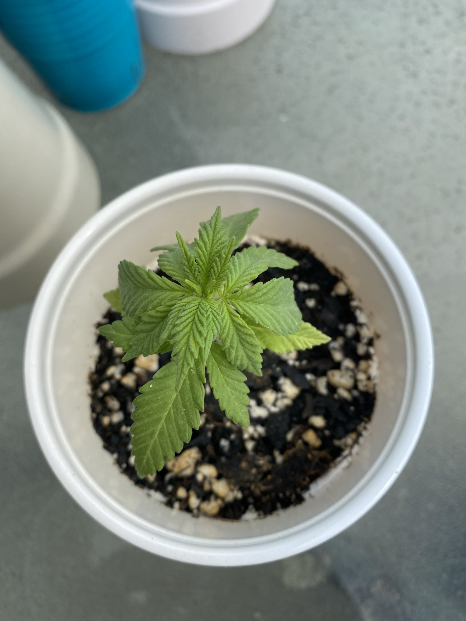 1st time grower trying to fix mistakes 10