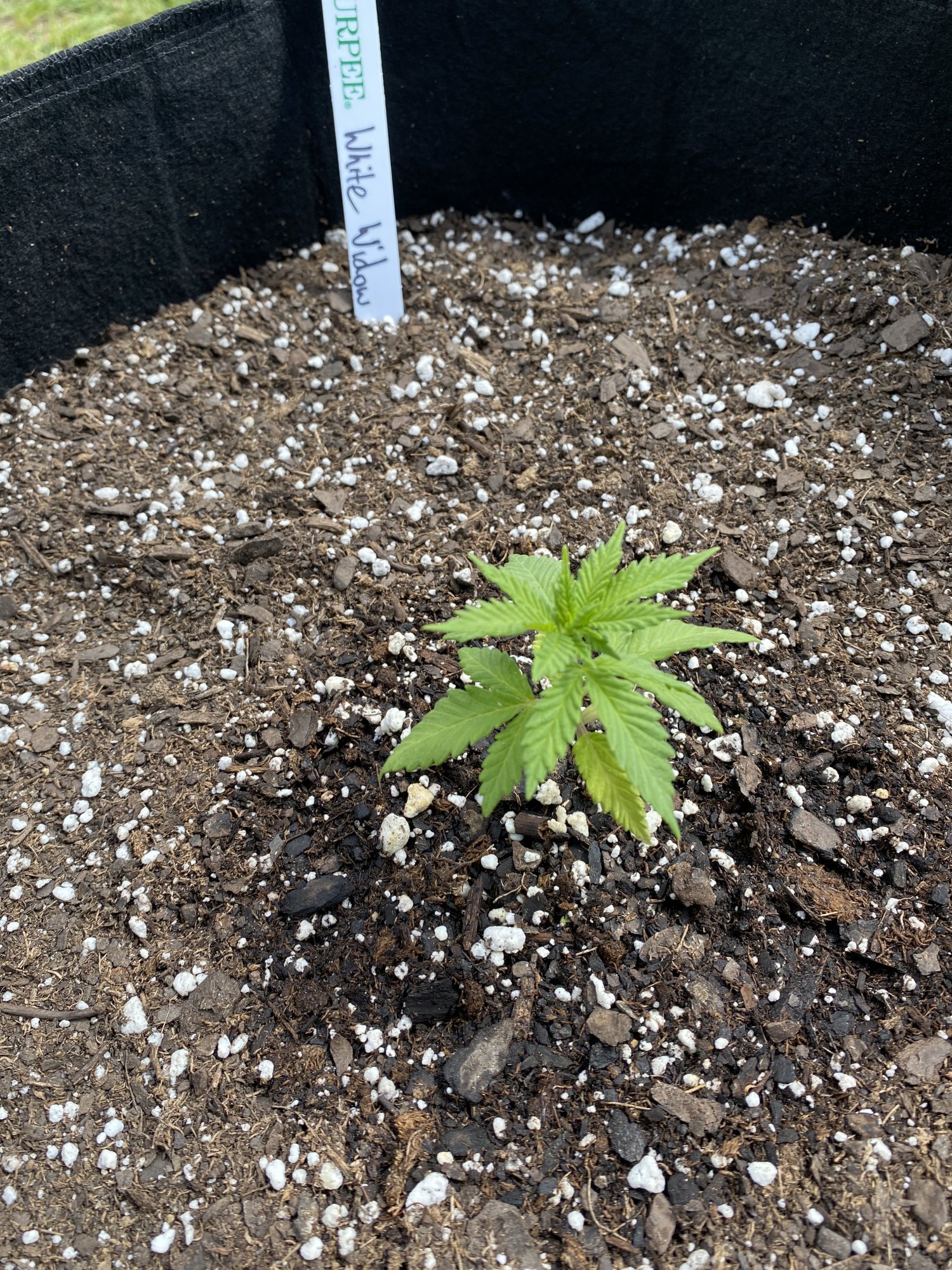 1st time grower trying to fix mistakes 14
