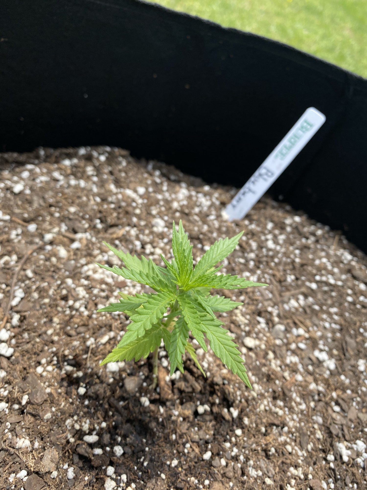 1st time grower trying to fix mistakes 17