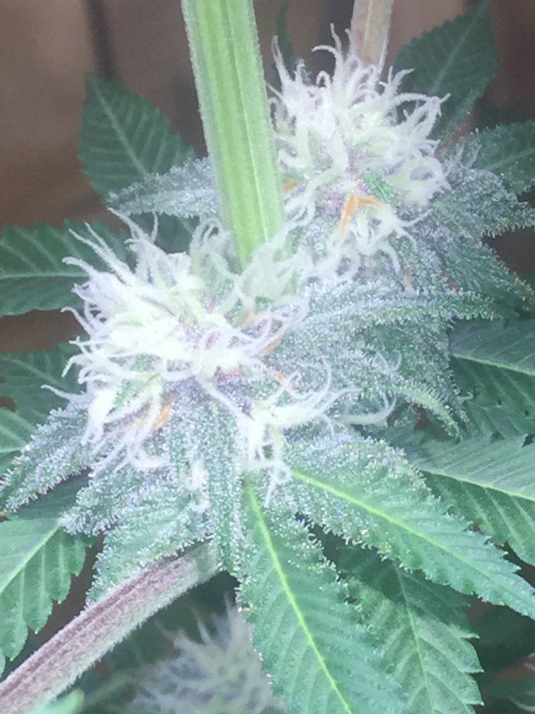 1st time grower would like to know if im doing okay 14
