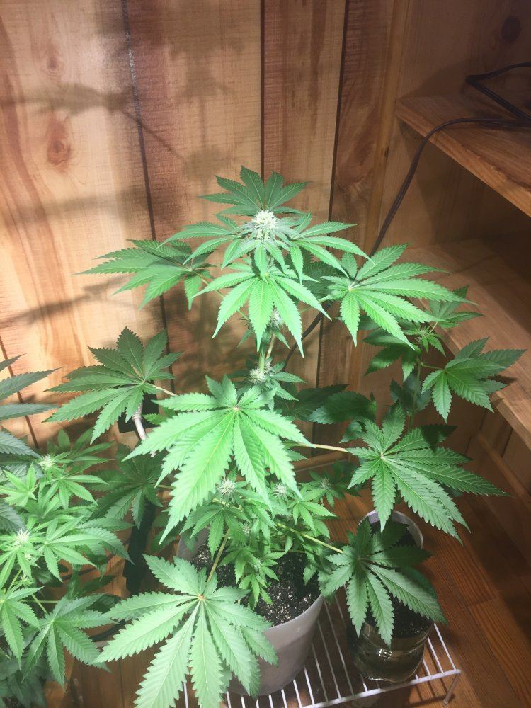 1st time grower would like to know if im doing okay 2