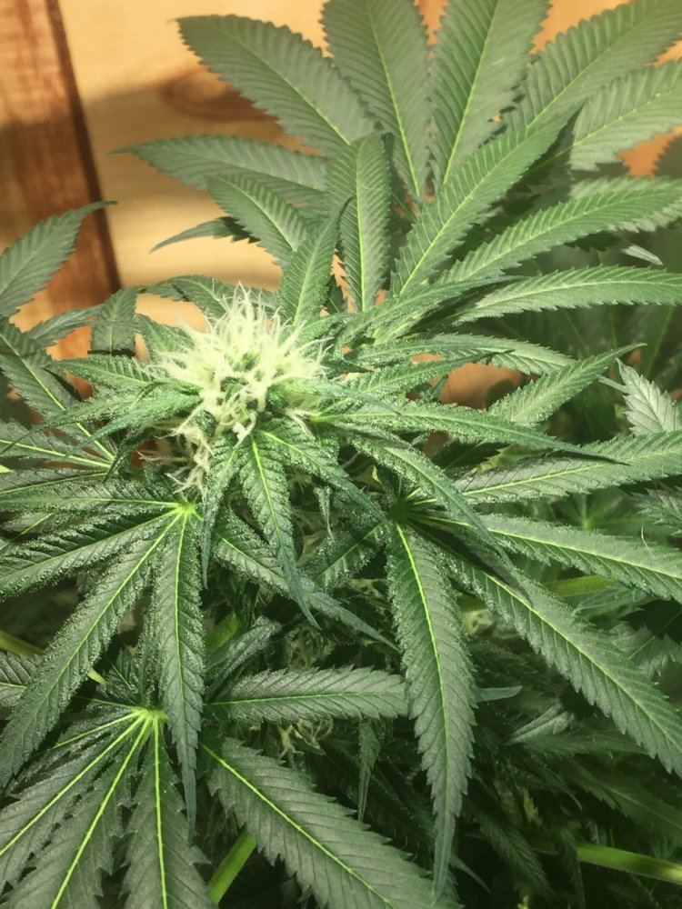 1st time grower would like to know if im doing okay 4