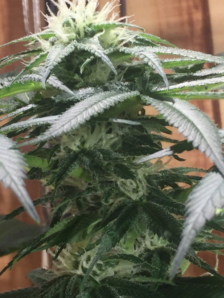 1st time grower would like to know if im doing okay 9