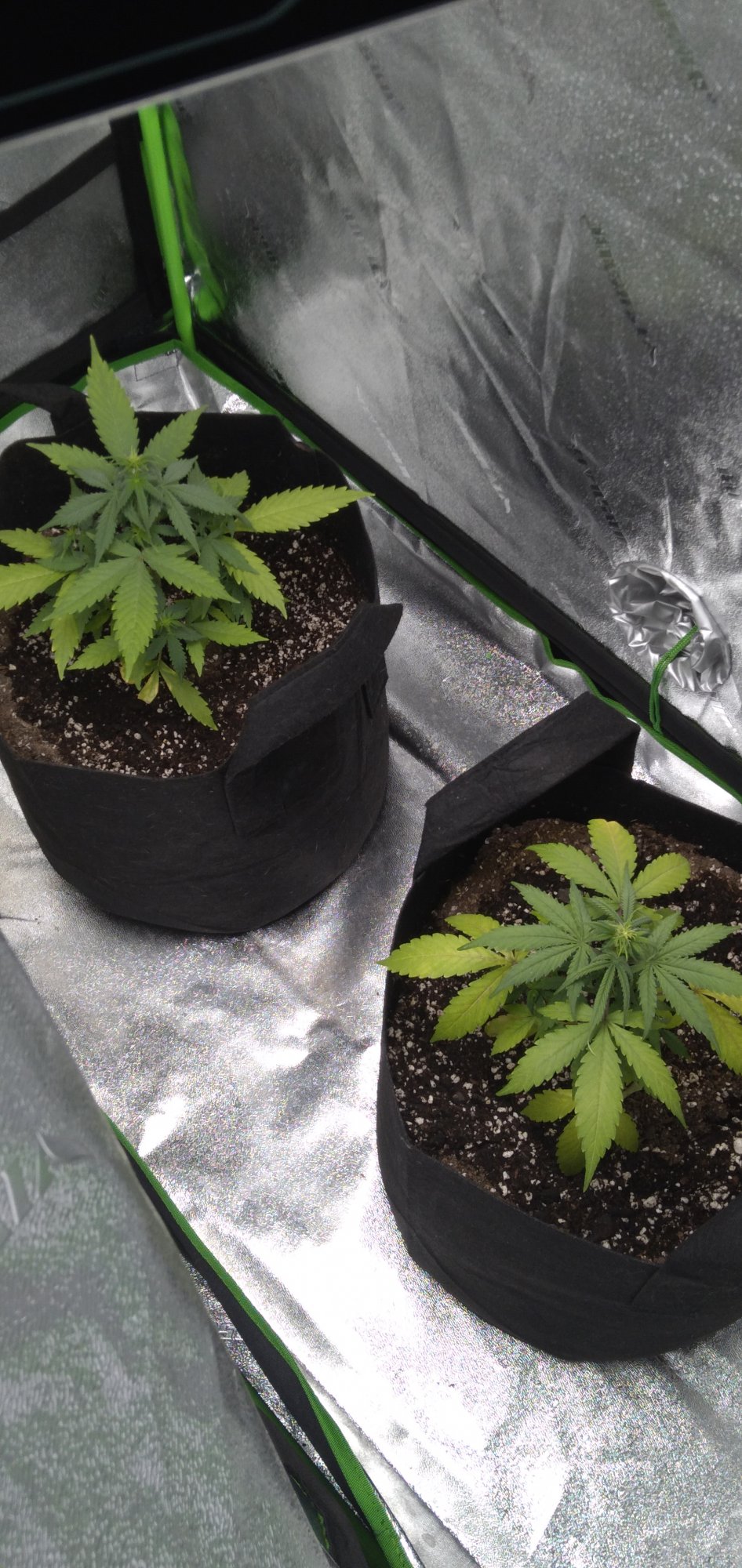 1st time grower yellowing plants early flower