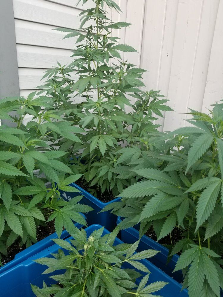 www.thcfarmer.com