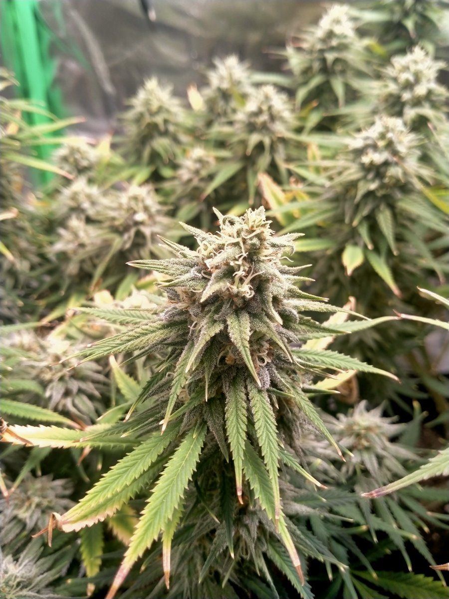1st time organic grow update glad i made it this far 3