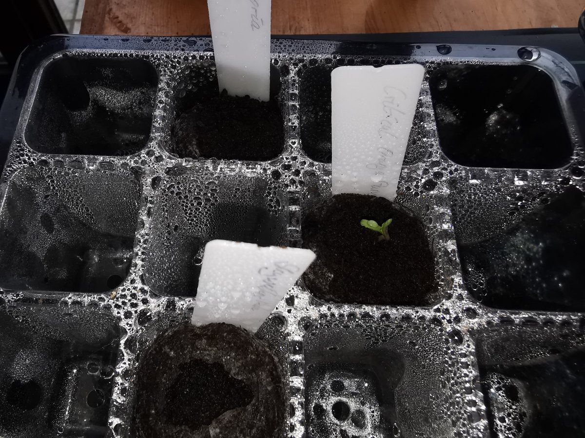 1st try growing and battling impatience