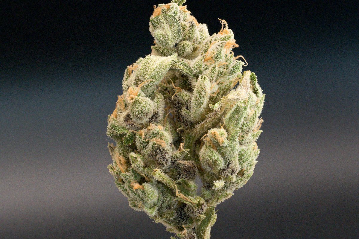 1stbud2