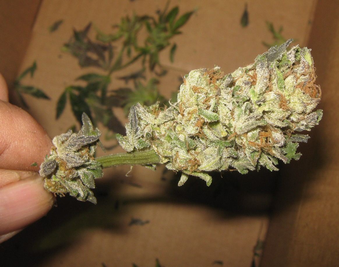 1stcookiebud415