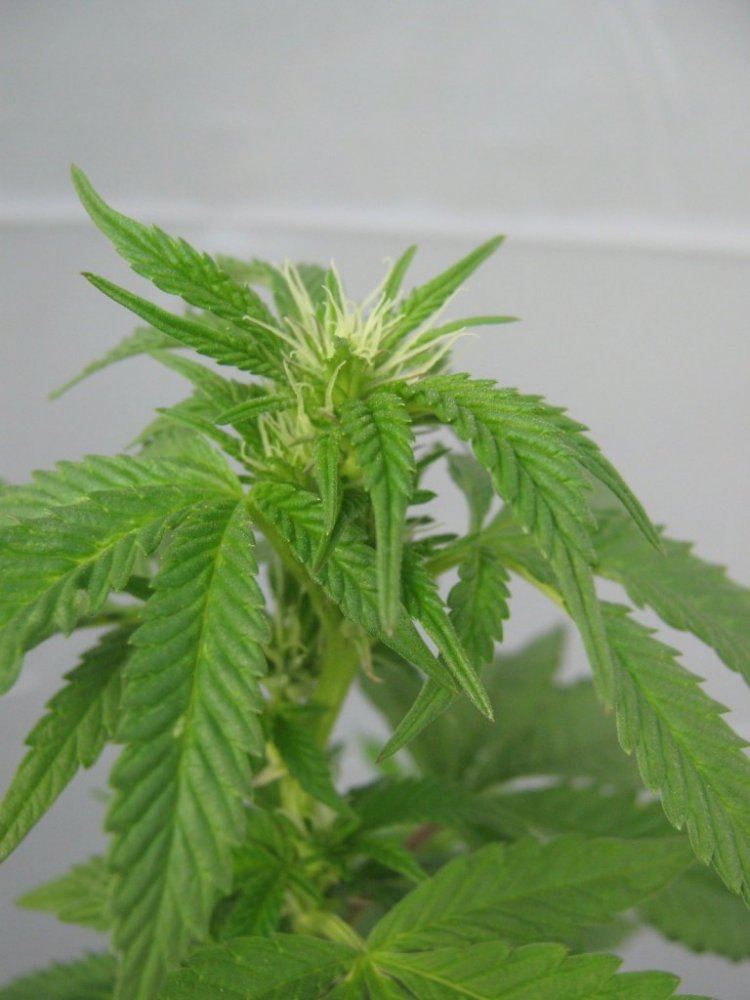 1stFlower130