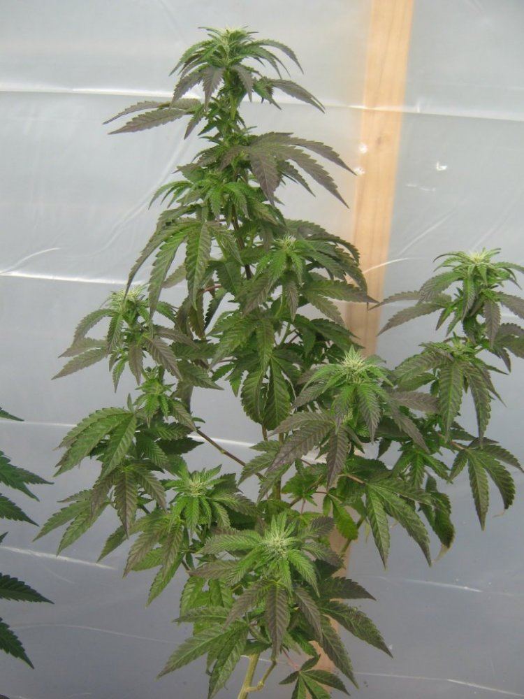 1stghplant213