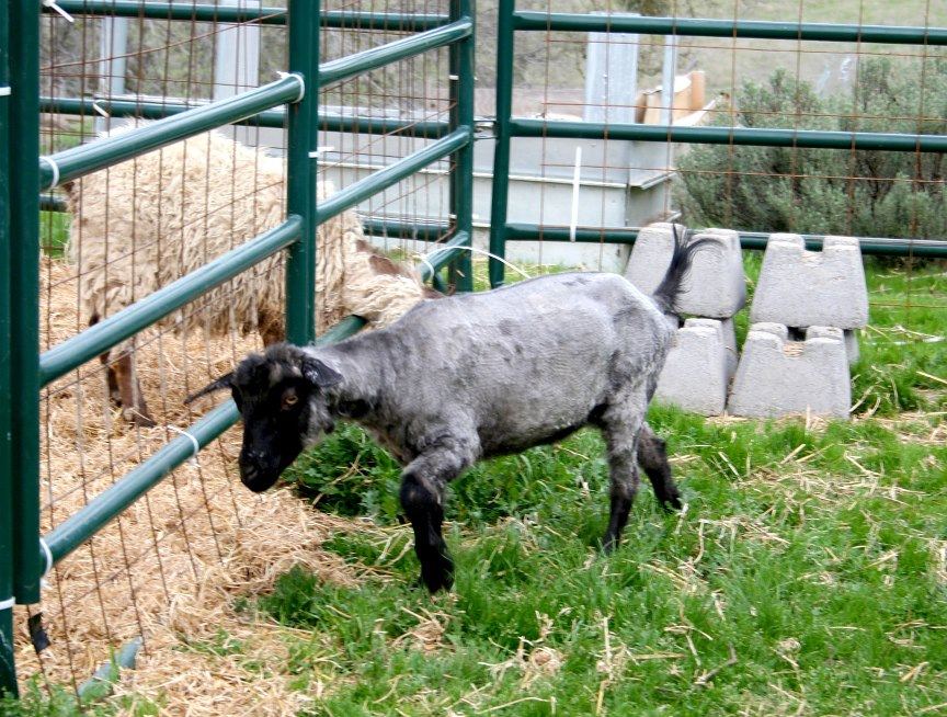 1stgoatdone