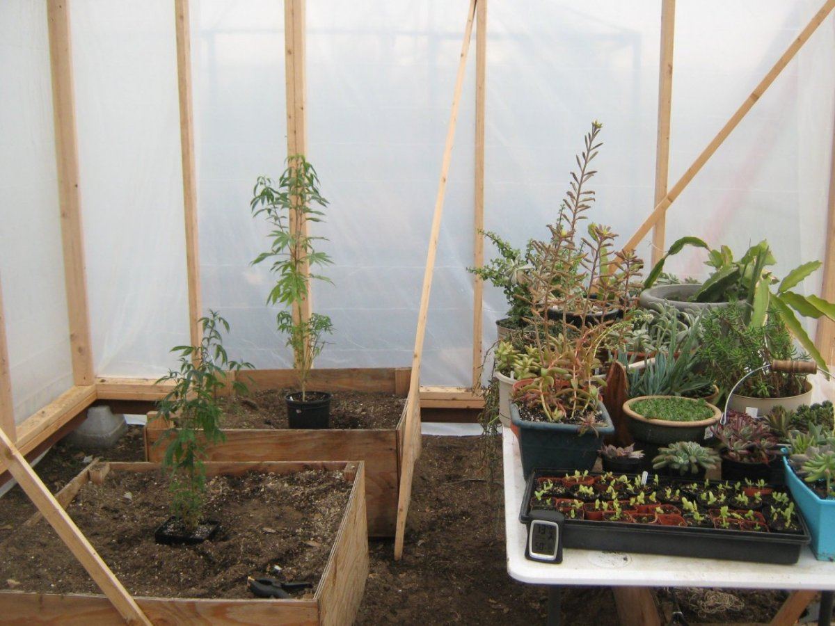 1stgreenhouseplants