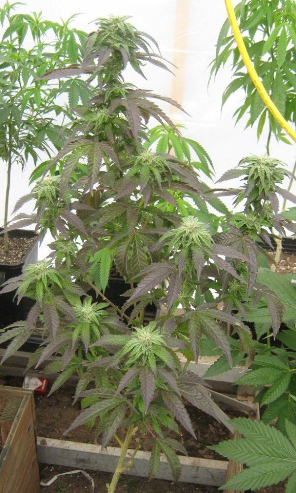 1stplant221