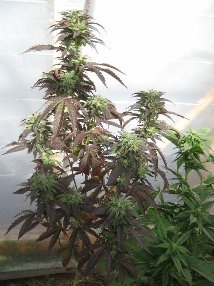 1stplant34