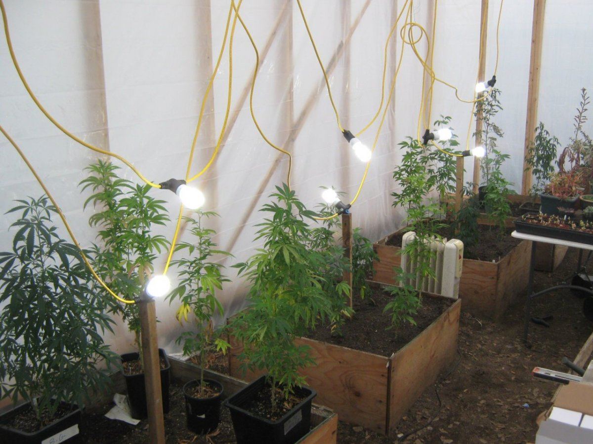 1stplantsout1228