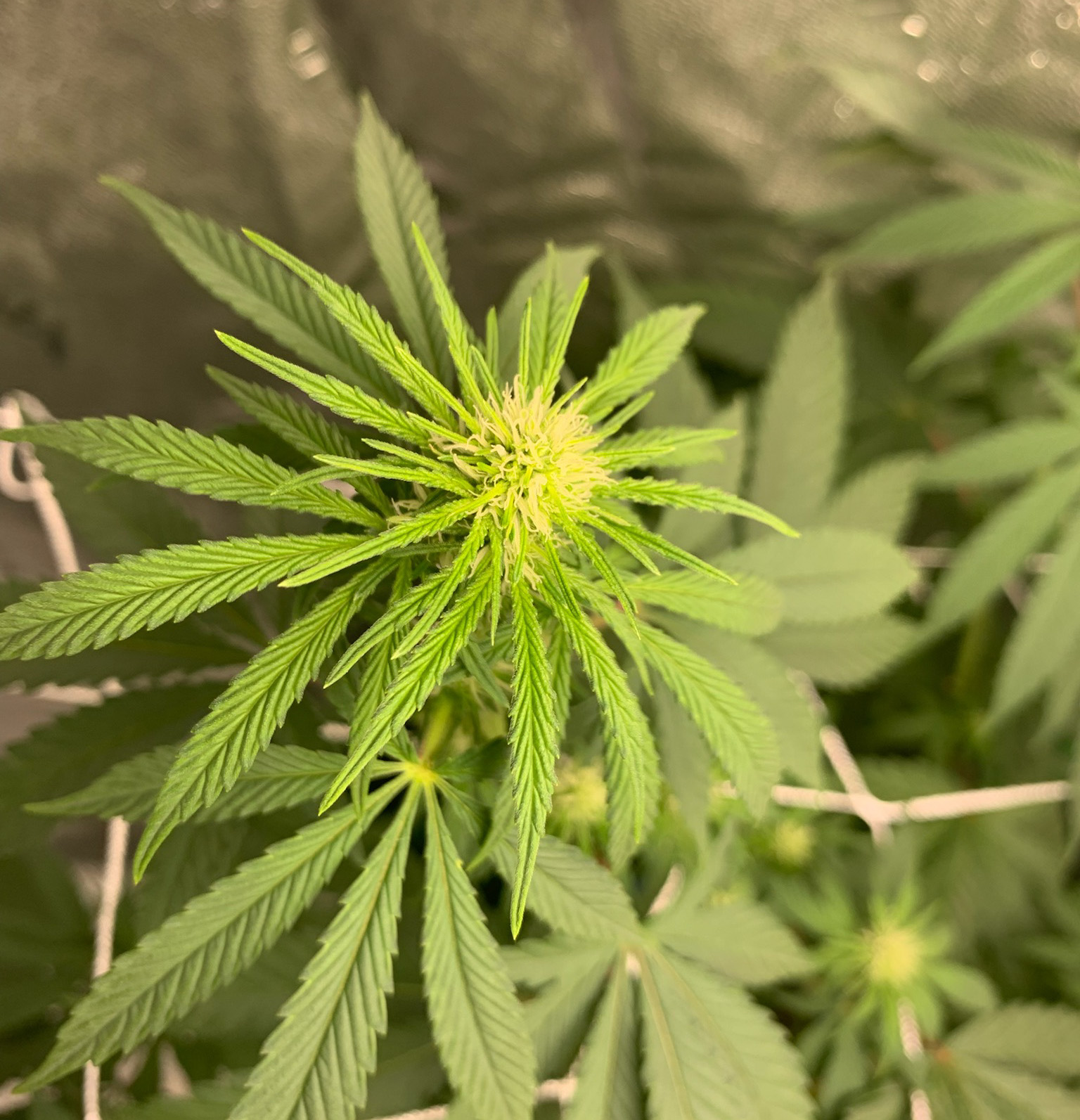 1tigerbud