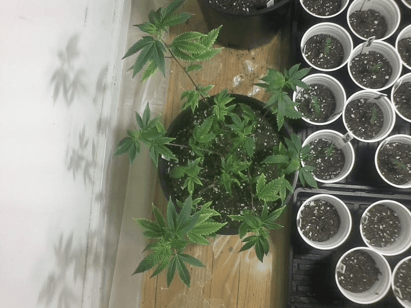 1weekFFOFGG4