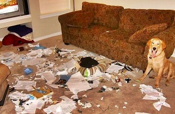 22015 Dogs Who Are Proud They Trashed Your House9