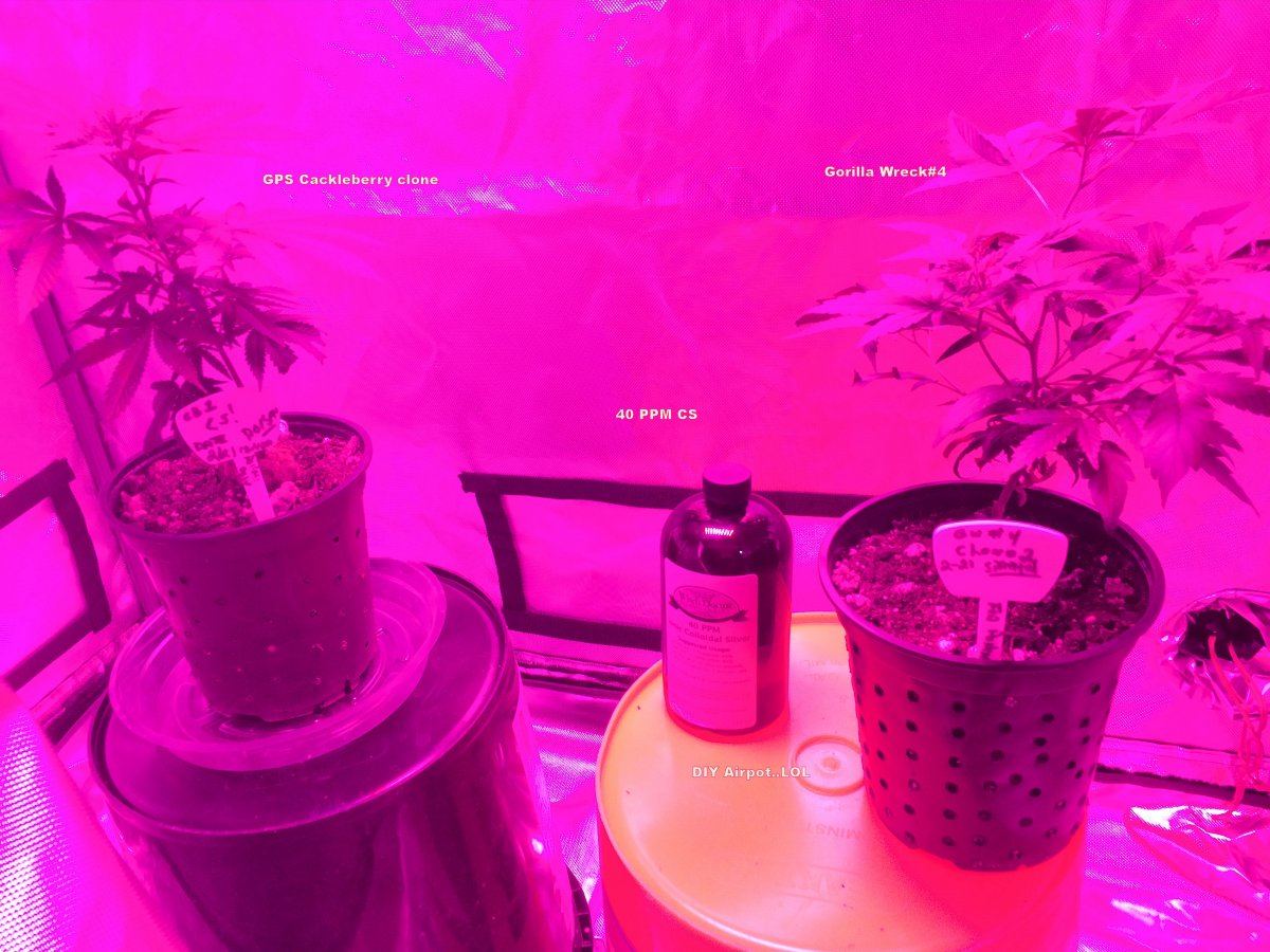 2 22 18 CS clones