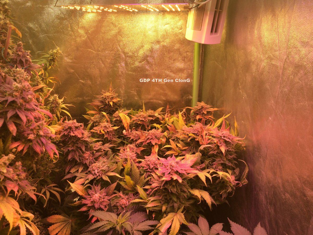 2 24 18 gdp