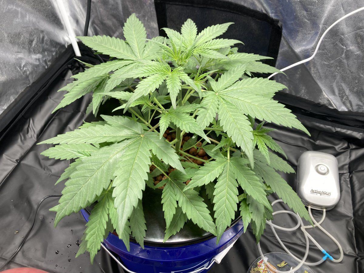 2 3 cannabis