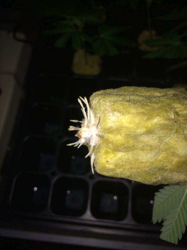 2 5 18 roots