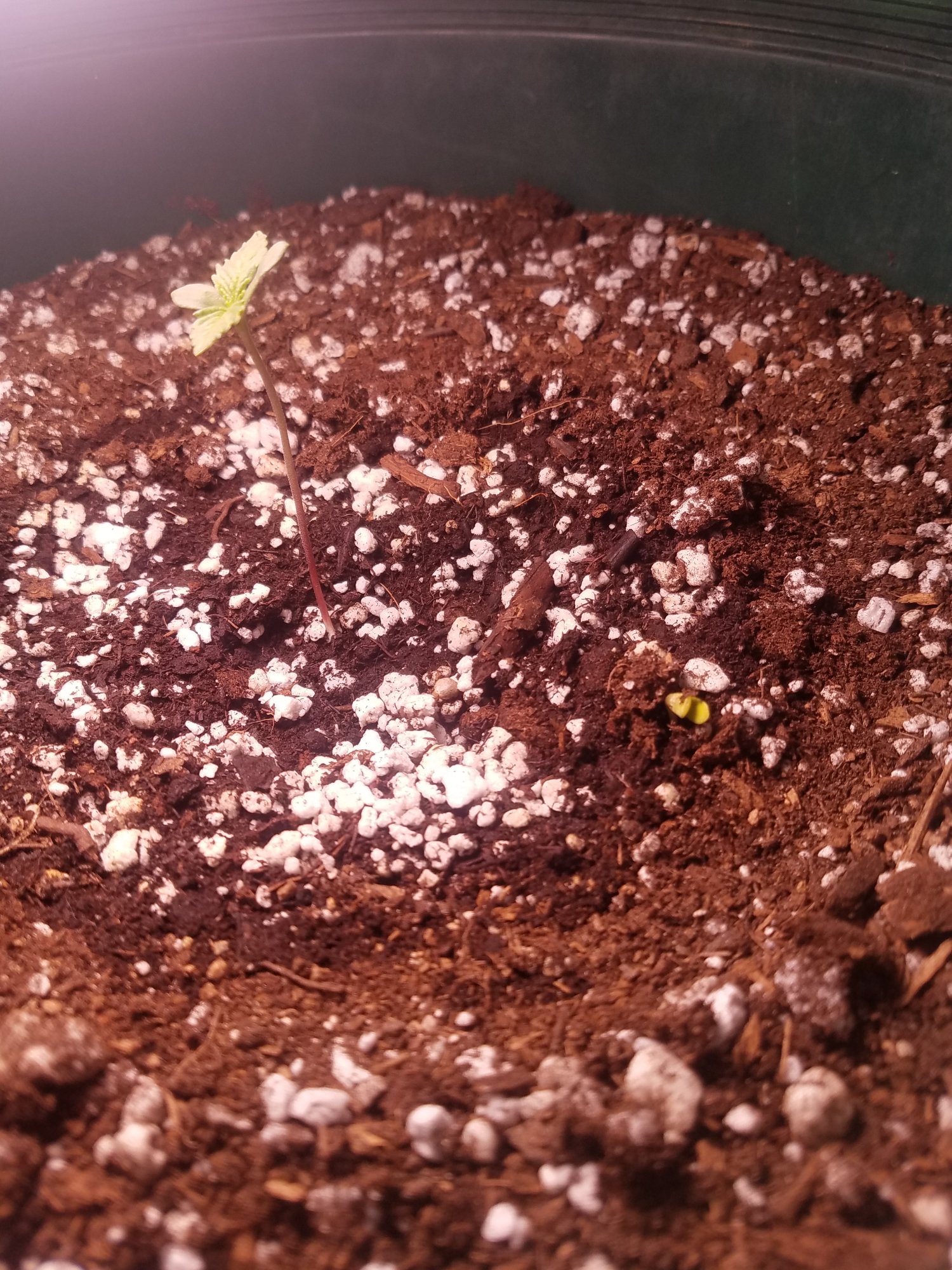 2 autoflower seeds growing in the same pot