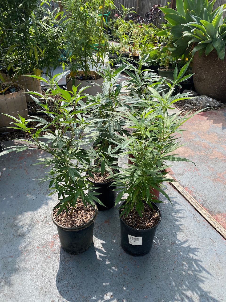 2 clones in 1 gallon pots save for spring flower now or