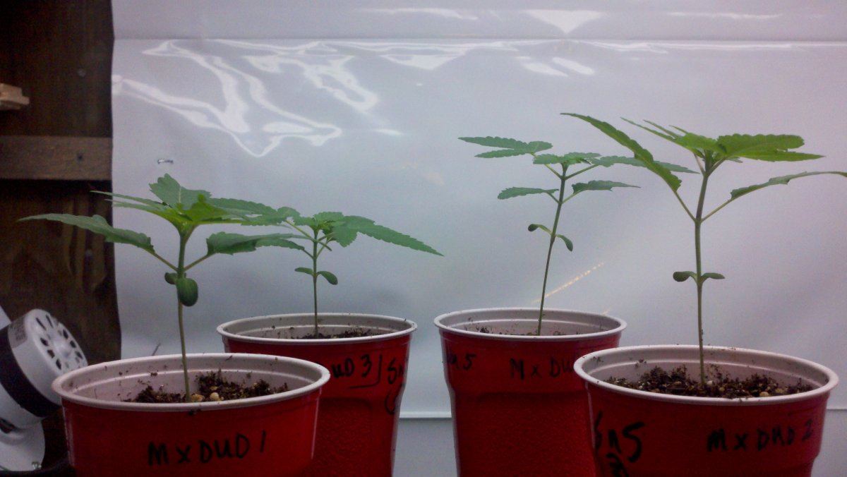 2diffphenos