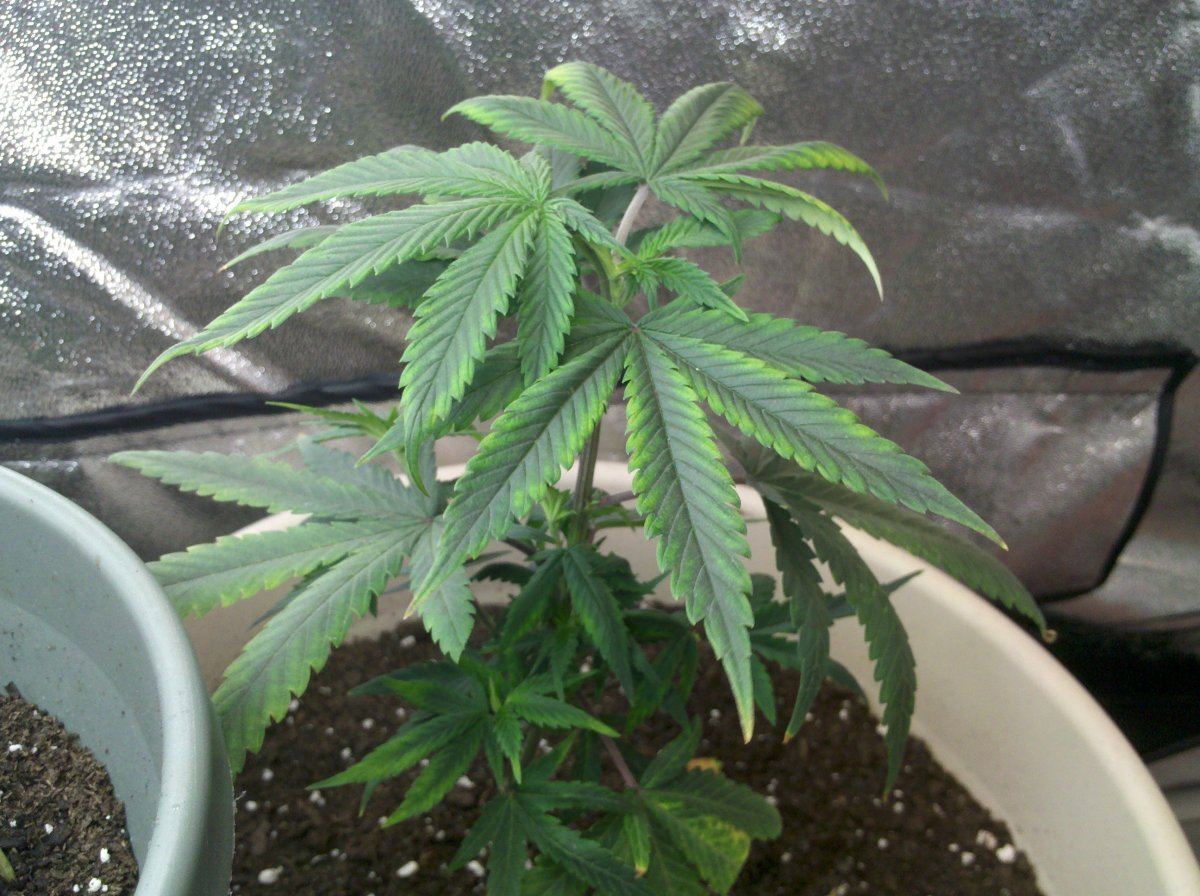 2 different strains similar symtoms 2