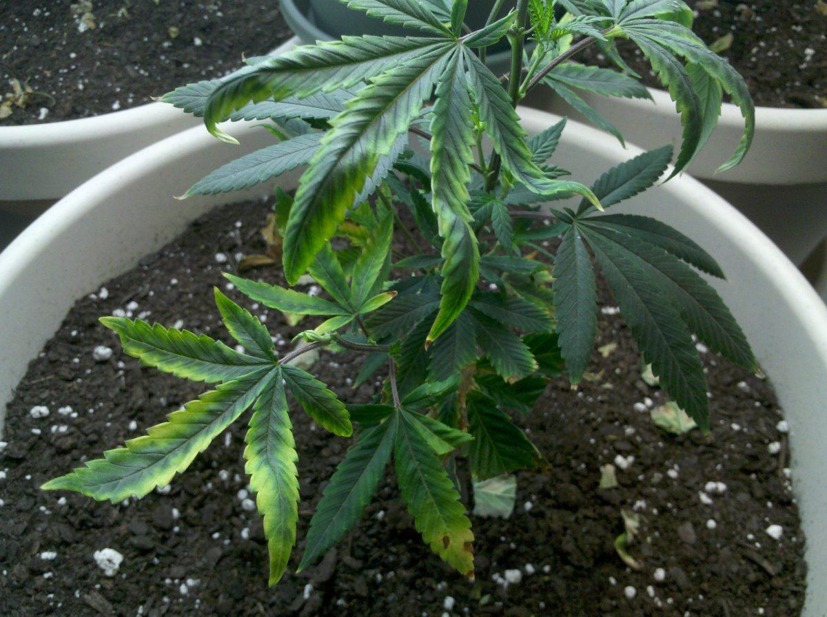 2 different strains similar symtoms