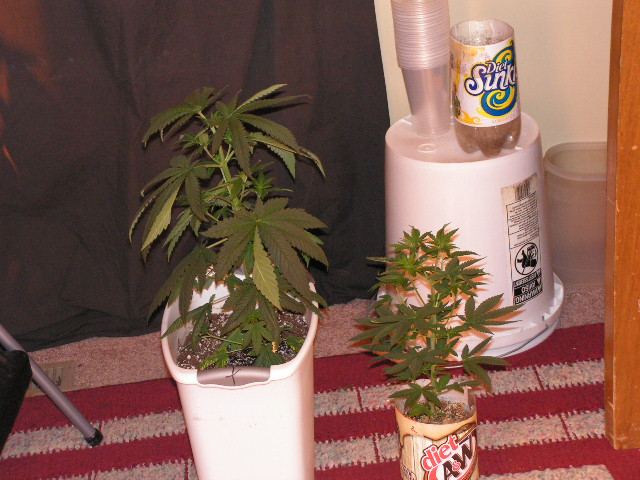 2 MALE