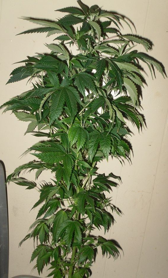2 month bull