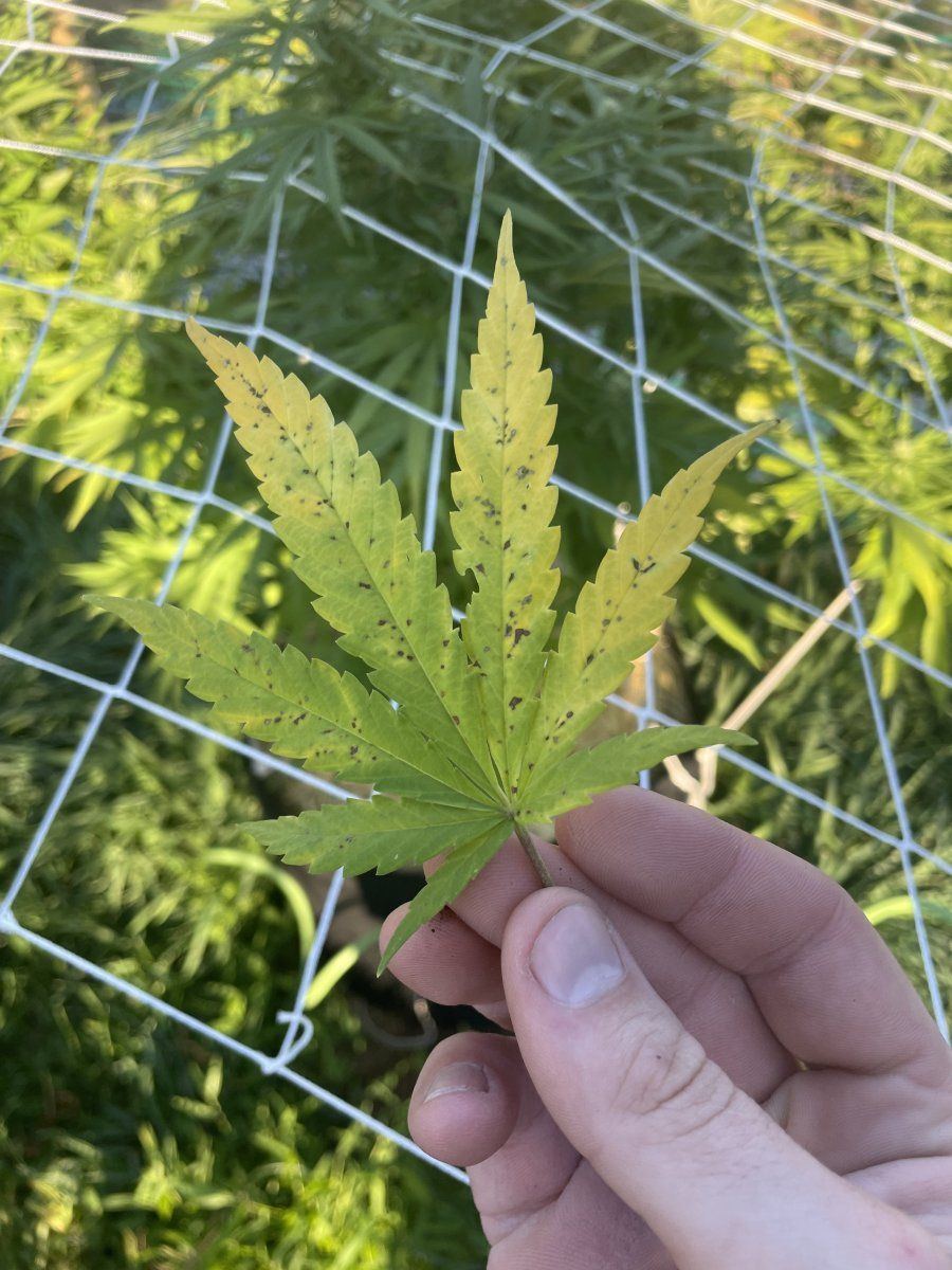 2 of my 6 plants have some sort of deficiency