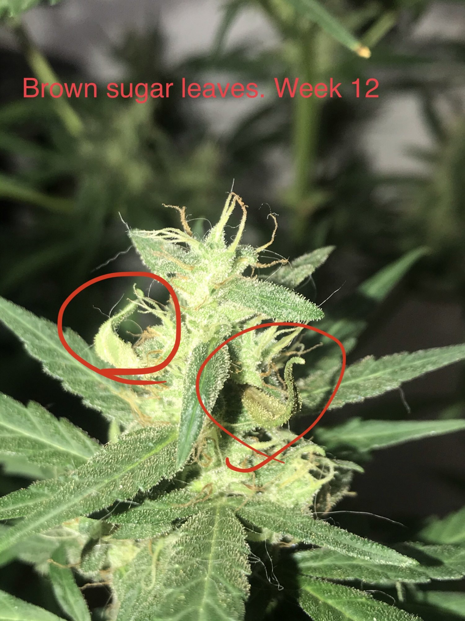 2 of my sugar leaves are dyingturning brown