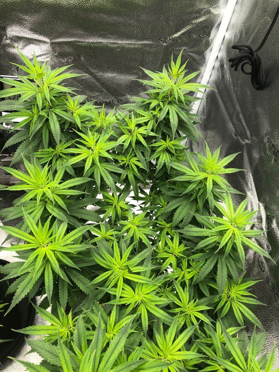 2 plants 2 different problems please help me out here 2