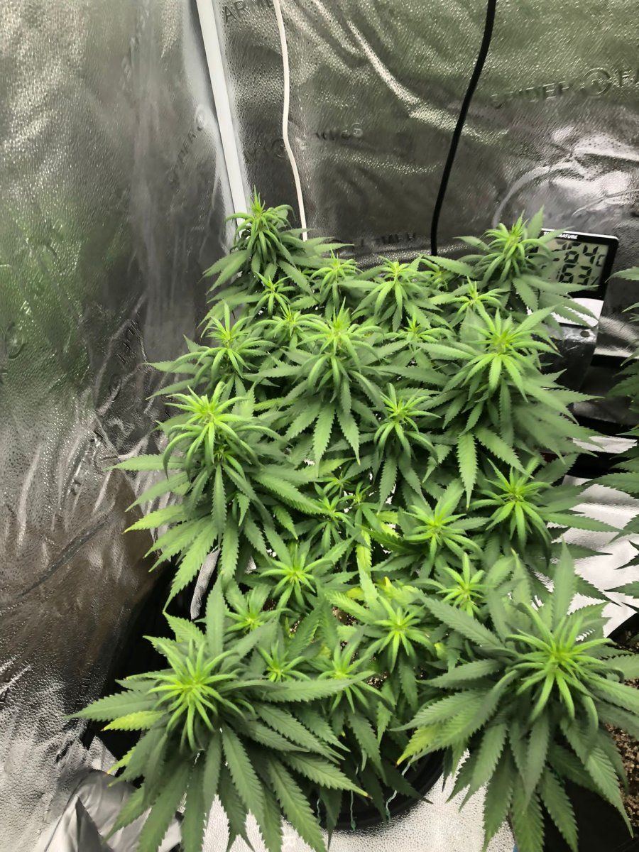 2 plants 2 different problems please help me out here 3