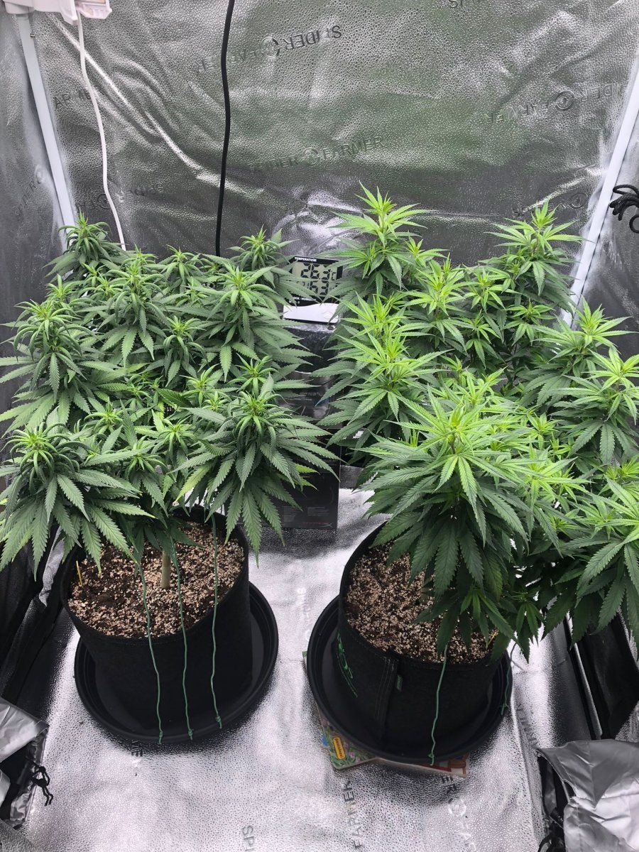 2 plants 2 different problems please help me out here