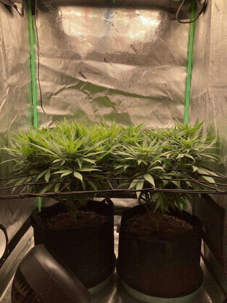 2 plants same strain one is light stressed 2