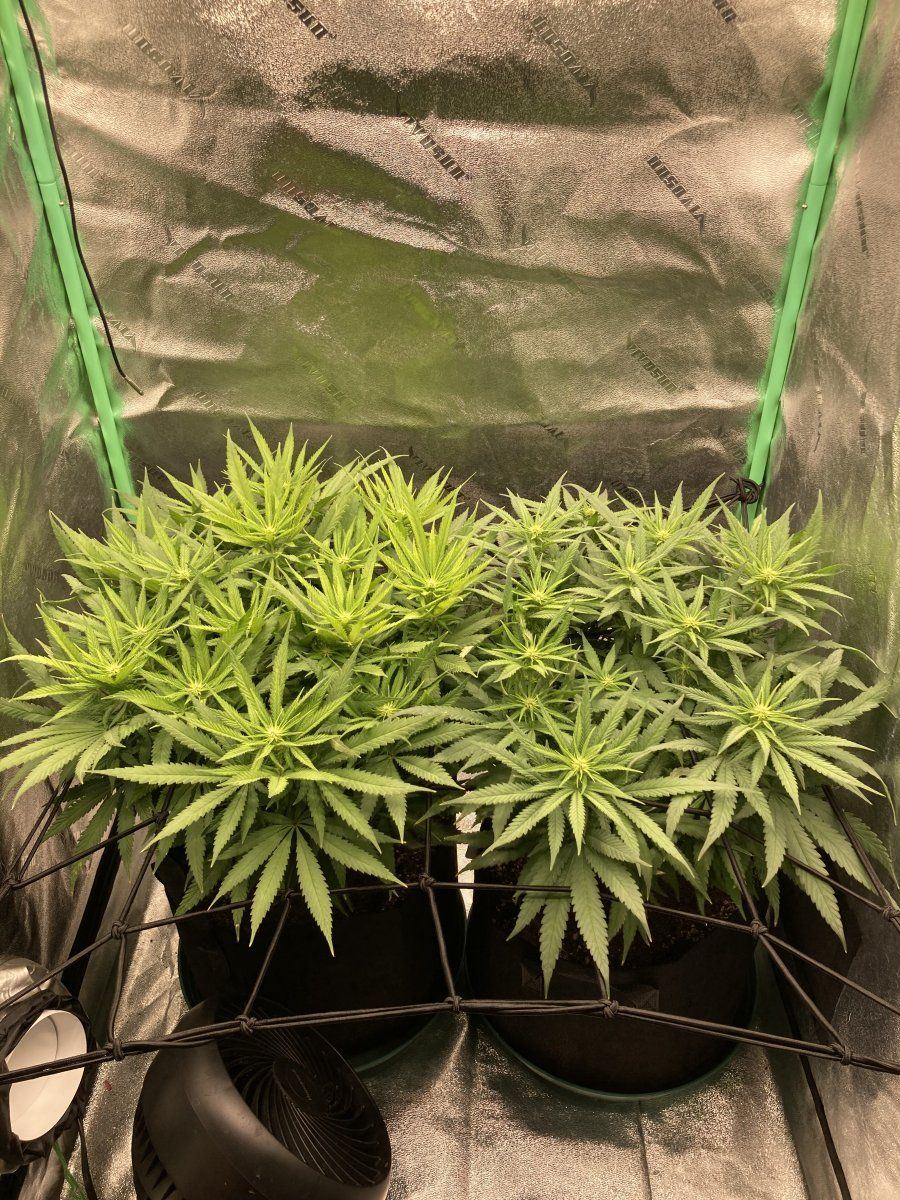 2 plants same strain one is light stressed