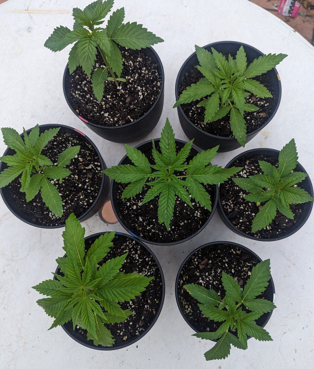 2 purple ghost candy  2 lsd  2 original glue and 1 critical 20 auto germinated in dirt on st p