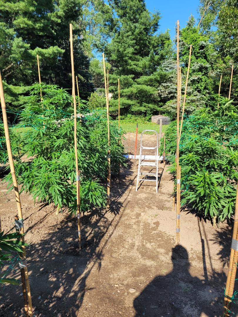 2 rows of Gorilla ZZ