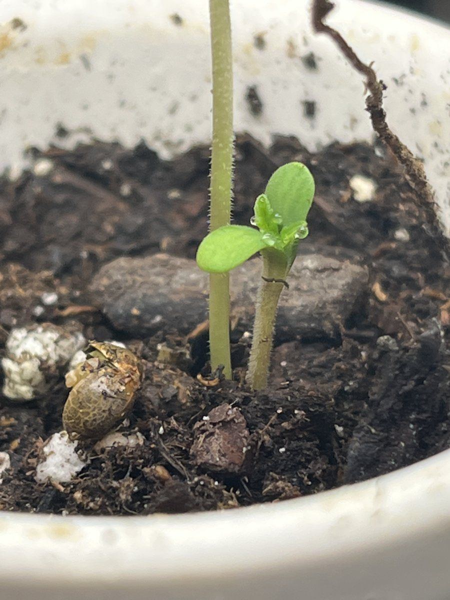 2 sprouts one seed what do i do 2